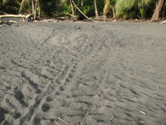 Dermochelys coriacea