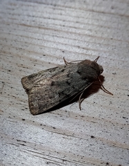 Epipsilia grisescens