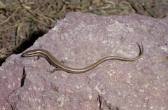 Ablepharus pannonicus