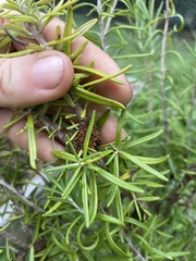 Pseudomonas