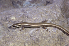 Ablepharus pannonicus