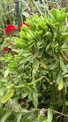 Surianaceae