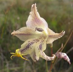 Gladiolus recurvus