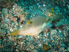 Canthigaster compressa