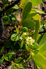 Cynanchum natalitium