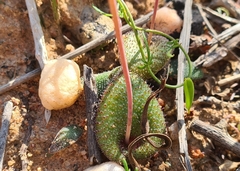Lachenalia trichophylla