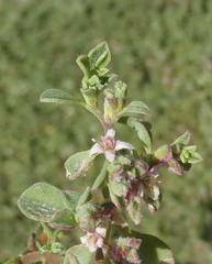 Aizoon herniariifolium