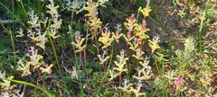 Lachenalia trichophylla