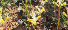 Lachenalia trichophylla