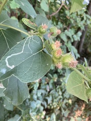 Phytomyza lappae
