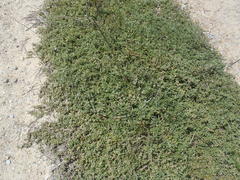 Aizoon herniariifolium