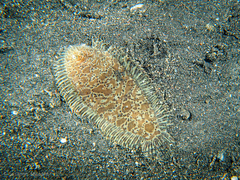 Liachirus melanospilos