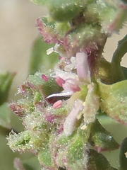 Aizoon herniariifolium