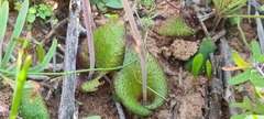 Lachenalia trichophylla