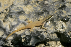 Tropiocolotes scorteccii