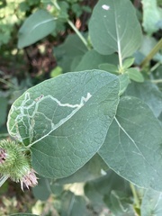 Phytomyza lappae