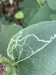 Phytomyza lappae
