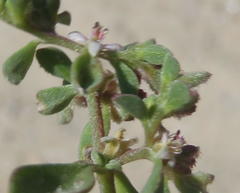 Aizoon herniariifolium