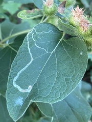 Phytomyza lappae