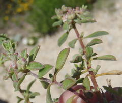 Aizoon herniariifolium