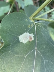 Calycomyza flavinotum