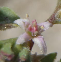 Aizoon herniariifolium