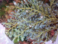 Ericaria selaginoides