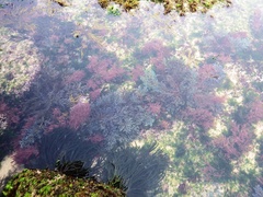 Ericaria selaginoides