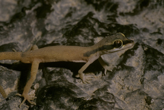 Tropiocolotes scorteccii