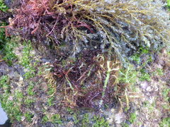 Ericaria selaginoides