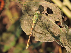 Erpetogomphus crotalinus