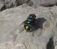 Chrysomya chloropyga