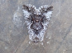 Syngrapha octoscripta