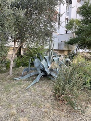 Agave americana