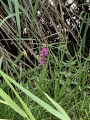 Lythrum salicaria