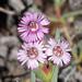 Ruschia caroli - Photo (c) Marion Maclean, algunos derechos reservados (CC BY-NC), subido por Marion Maclean