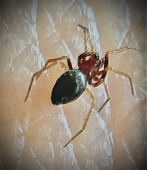 Erigoninae
