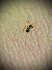 Erigoninae