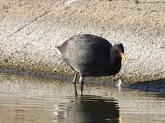 Fulica rufifrons