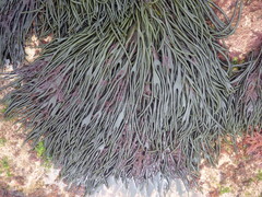 Codium tomentosum