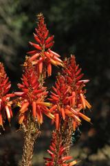 Aloe pienaarii