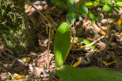 Arachnitis uniflora