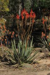 Aloe pienaarii