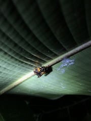 Mahanarva costaricensis costaricensis