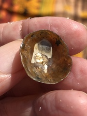 Anomia simplex image