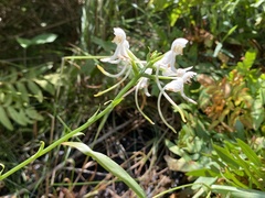 Platanthera integrilabia