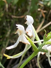 Platanthera integrilabia