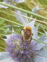Bombus humilis