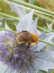 Bombus humilis