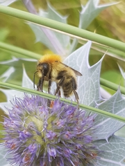 Bombus humilis